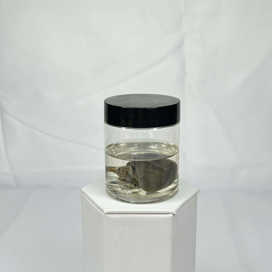 Mink Kidneys Wet Specimen