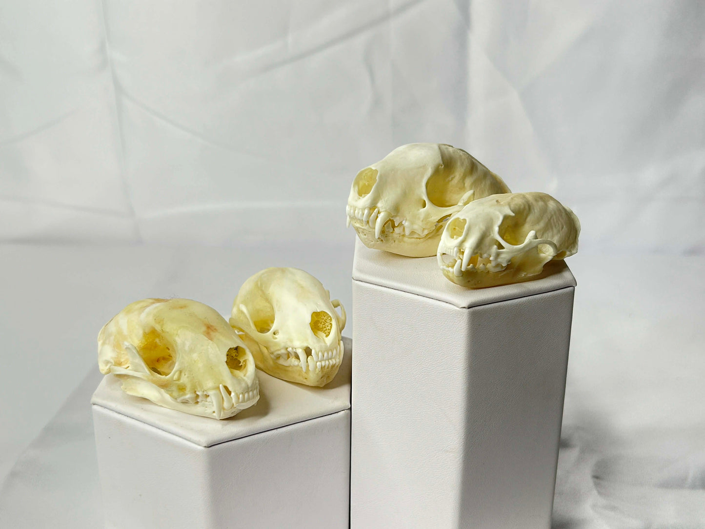 Skunk Skull