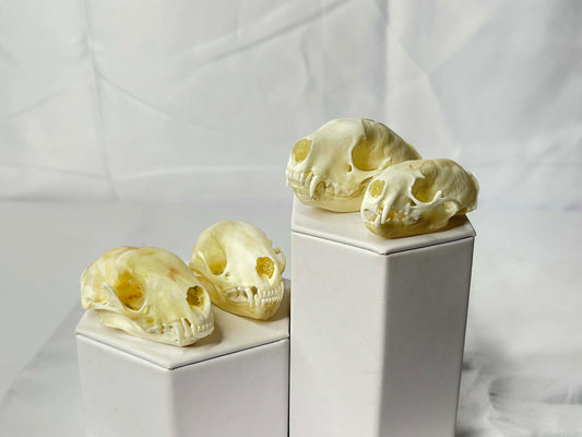 Skunk Skull