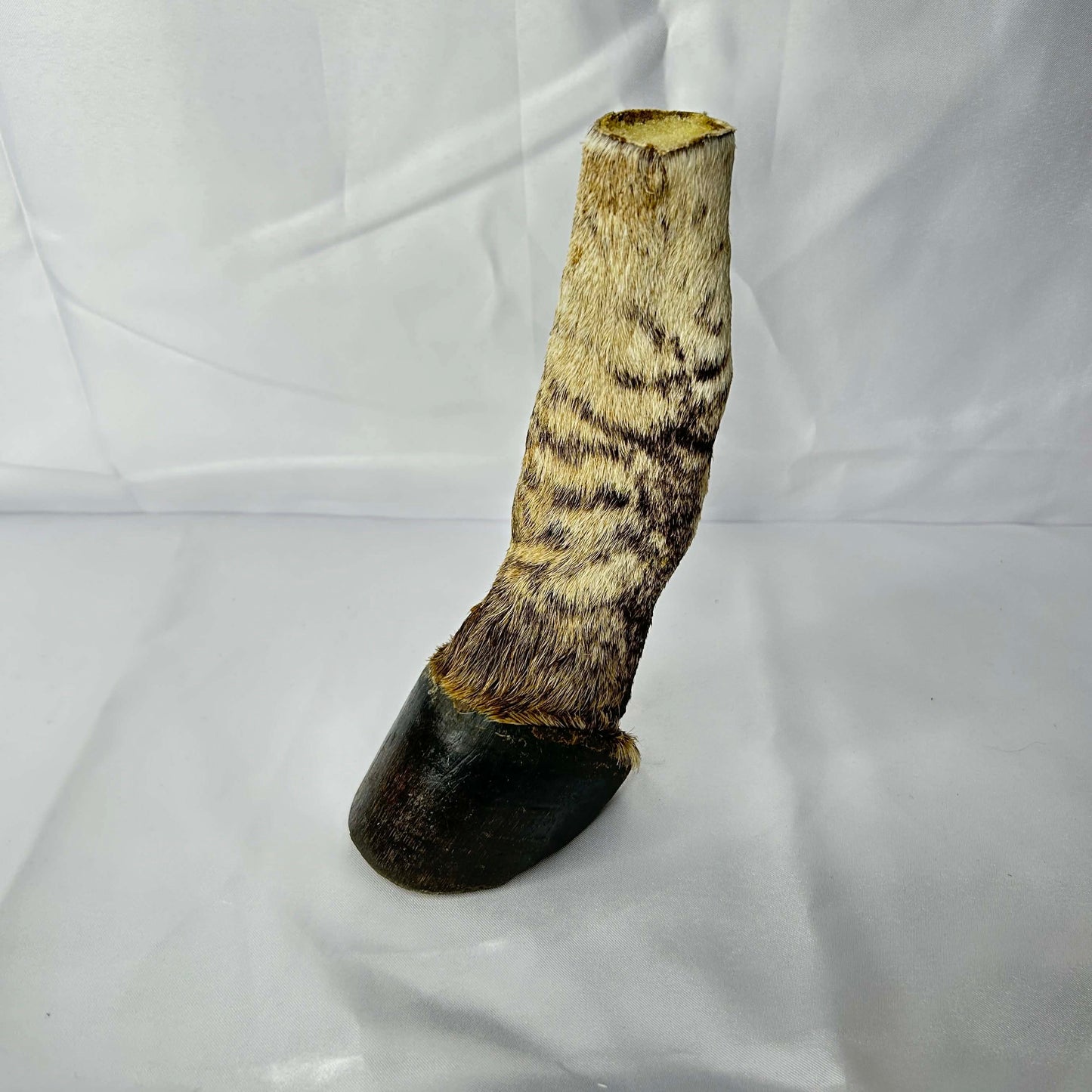 Zebra Hoove with Partial Leg