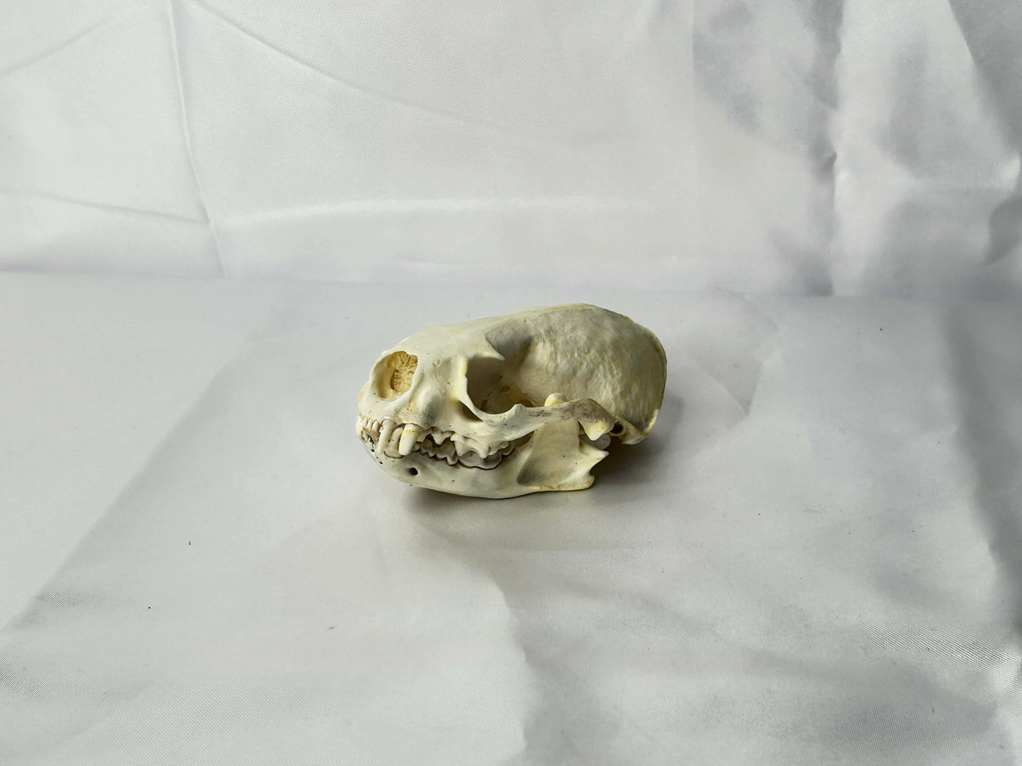 Otter Skull