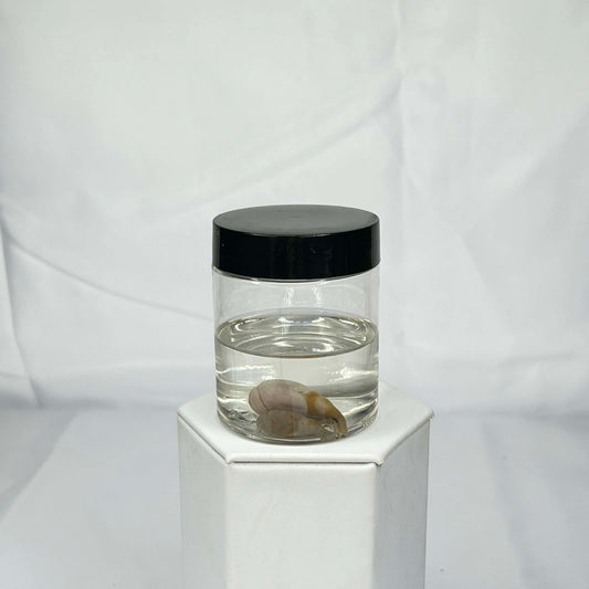 Mink Testicles Wet Specimen