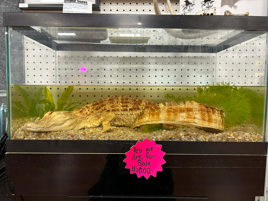 Crocodile Taxidermy Wet Specimen