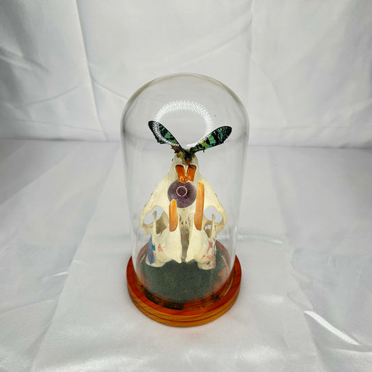 Beaver Skull with Sunset Moth in Oddity Dome