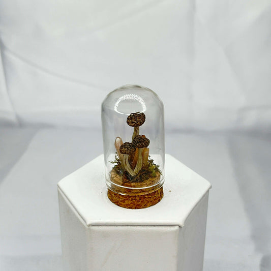 Mushroom with Crystals Oddity Dome