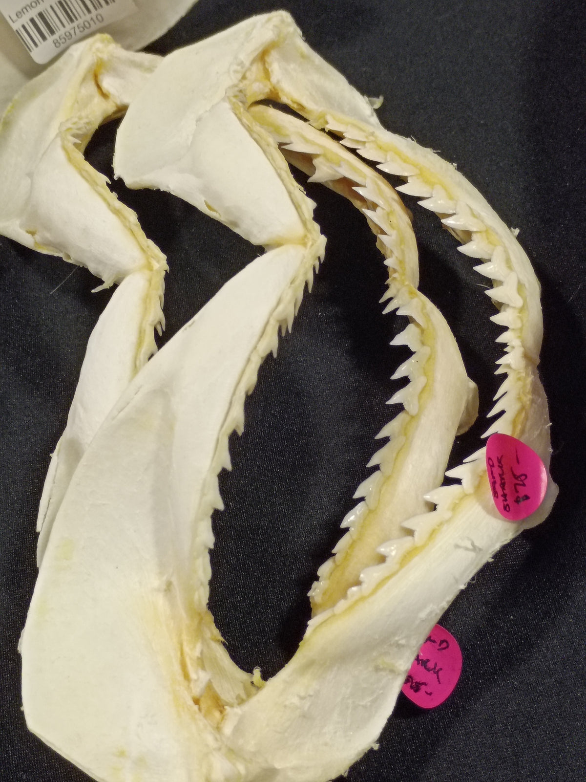 Sand Shark Jaw