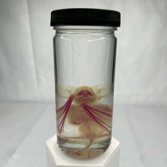 Diaphonized Bat Wet Specimen