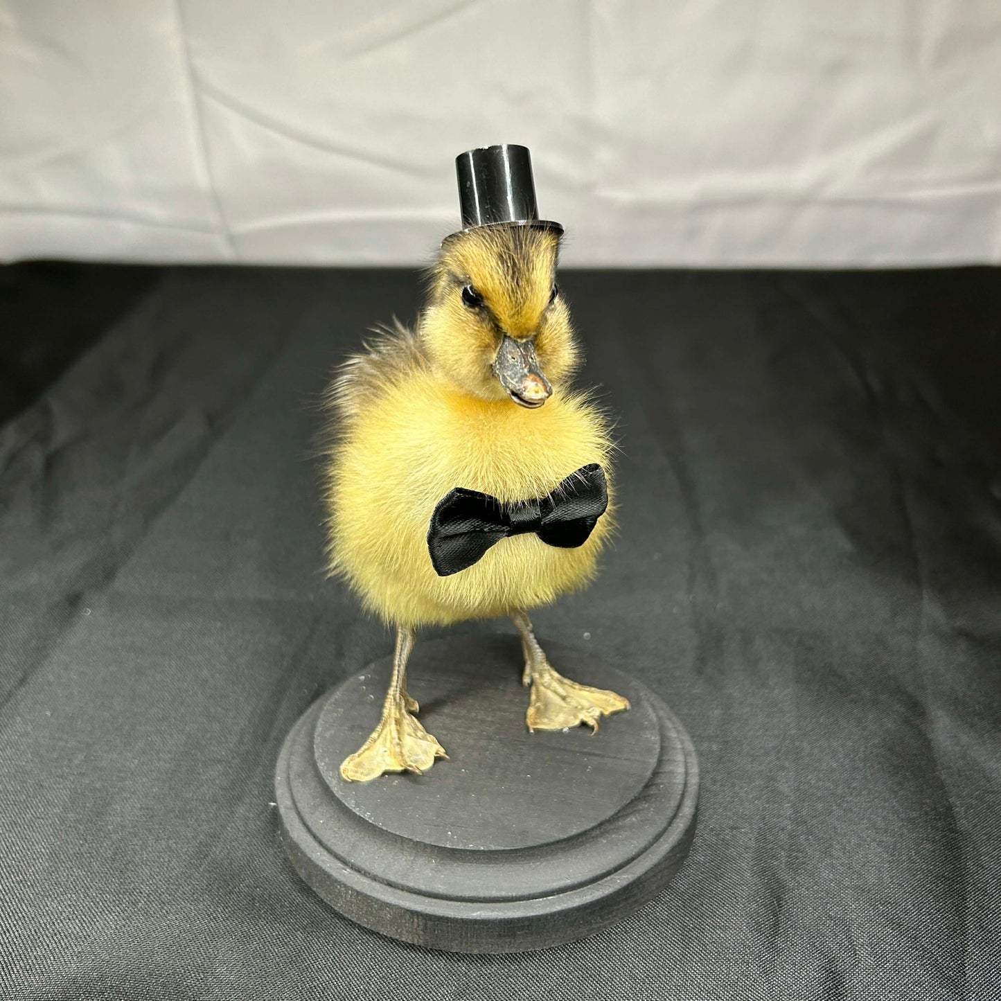 Tuxedo Duckie
