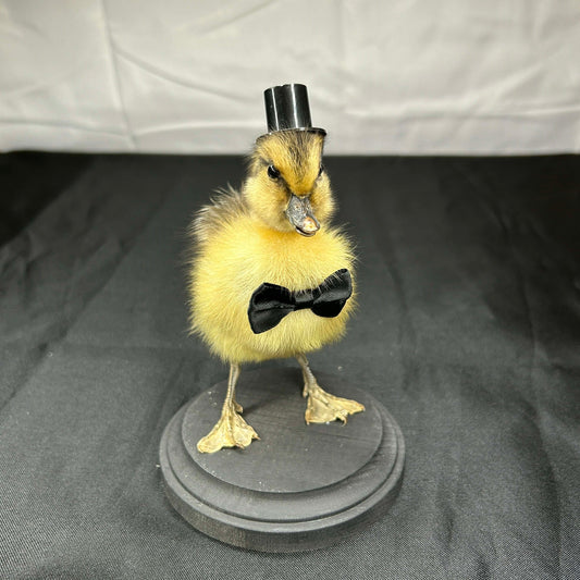 Tuxedo Duckie