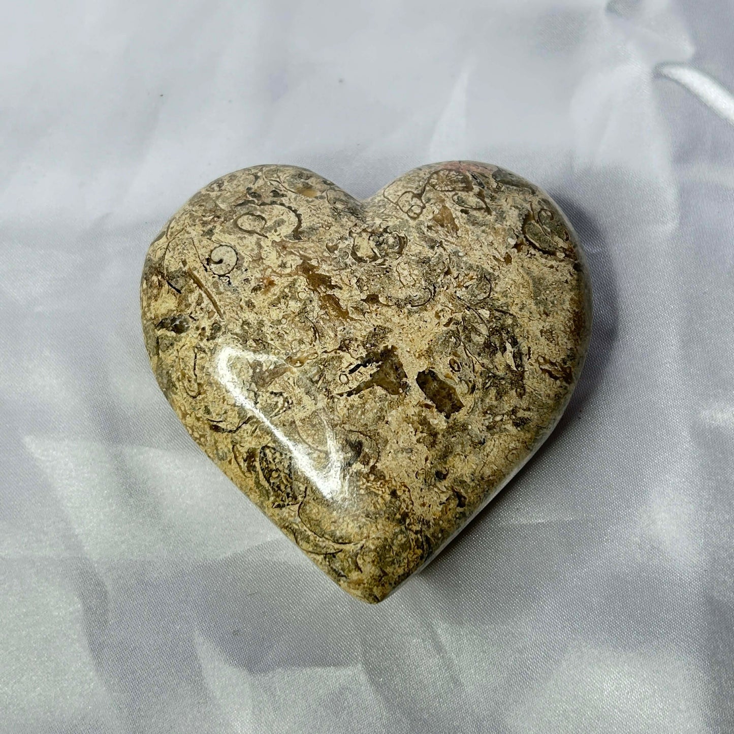 Dinosaur Bone Jasper