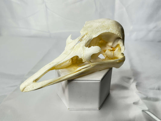 Ostrich Skull