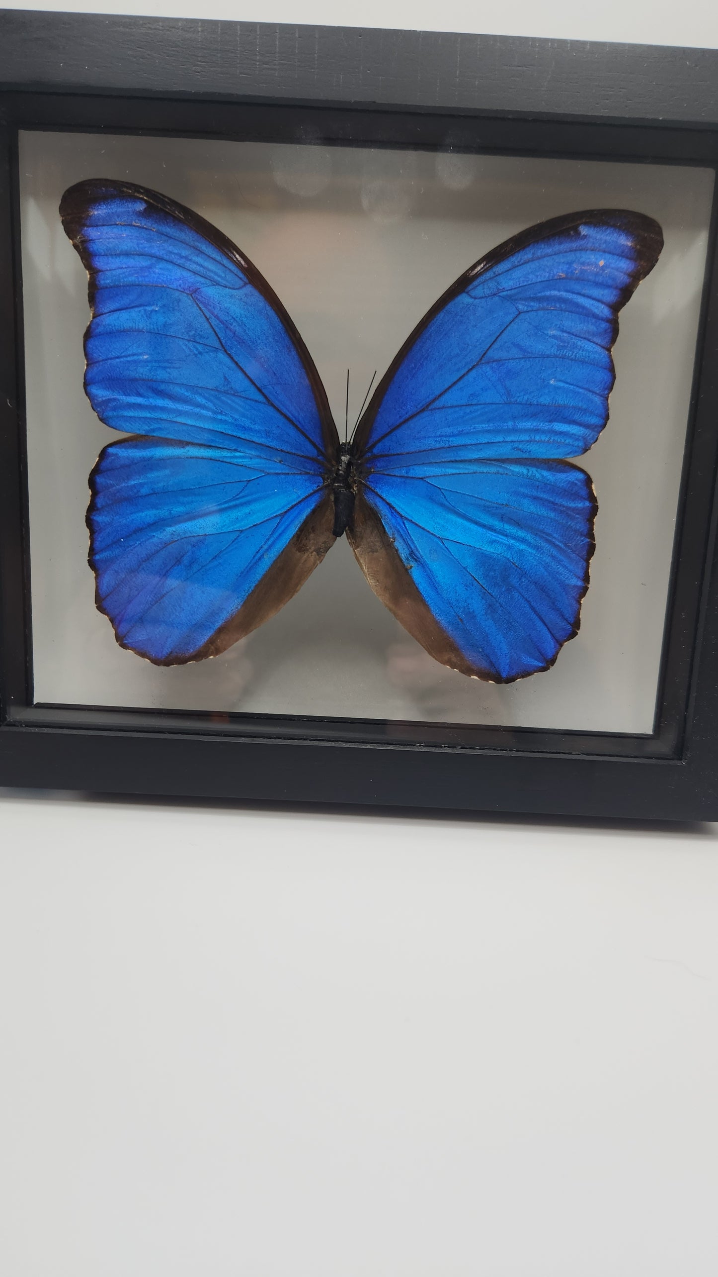 Blue morpho didius butterfly (large)